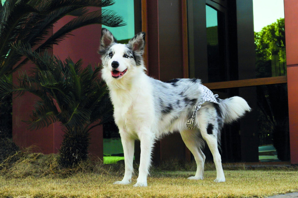 M-PETS Diapers - Female Dog - Xtra