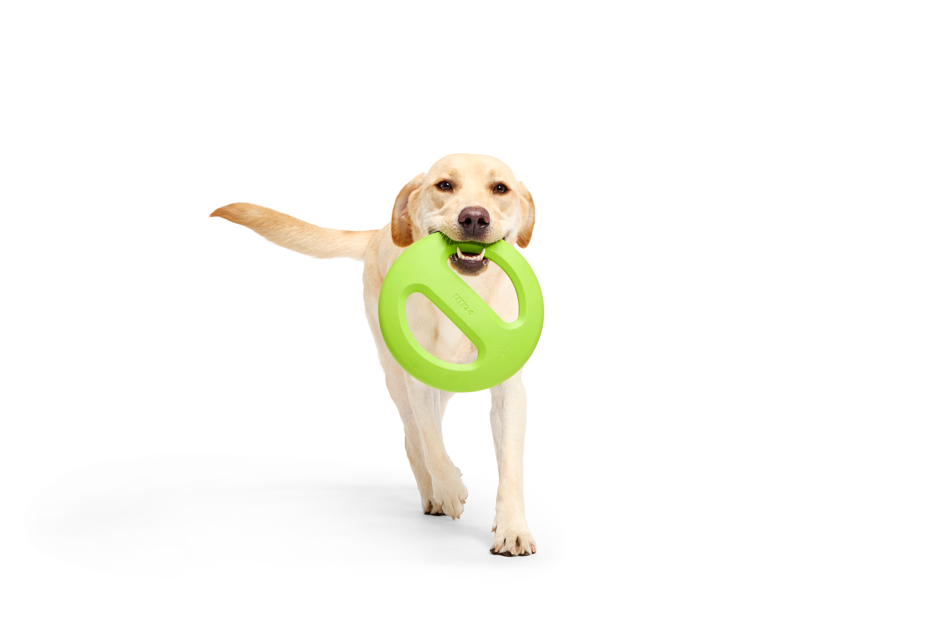 Bark Crufts Aviator