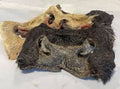 Snout Hairy