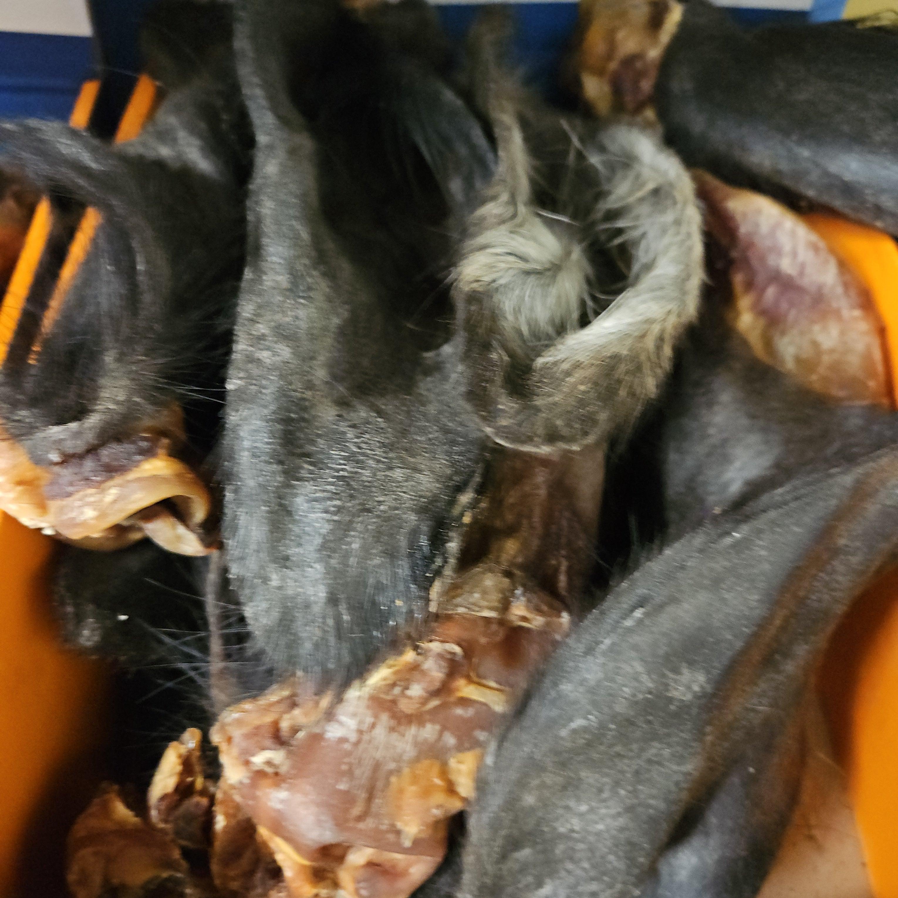 Hairy Buffalo Ears
