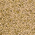 JJ Milletseed White French