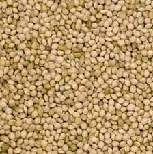 JJ Milletseed White French