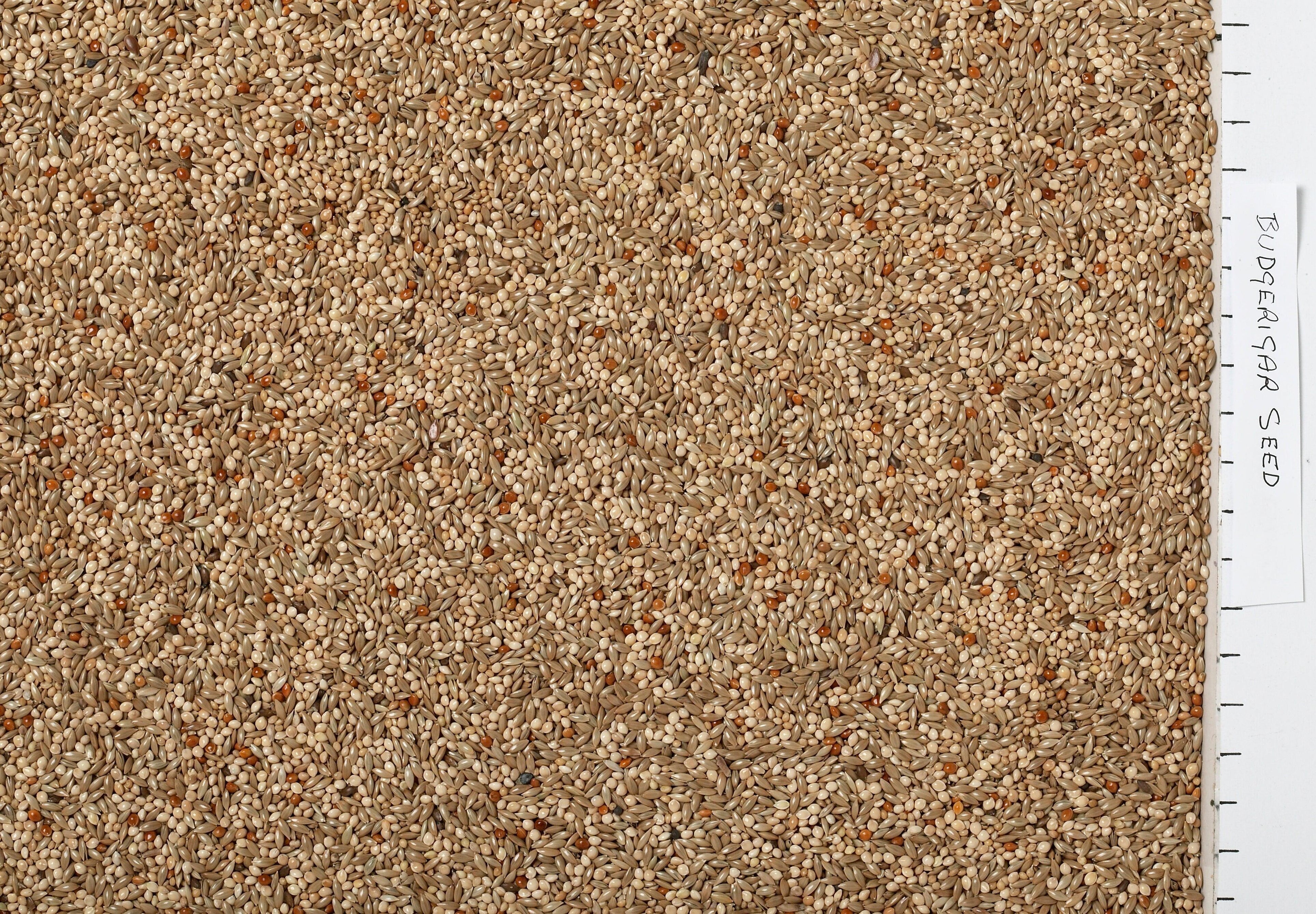 Johnston & Jeff Budgerigar Seed