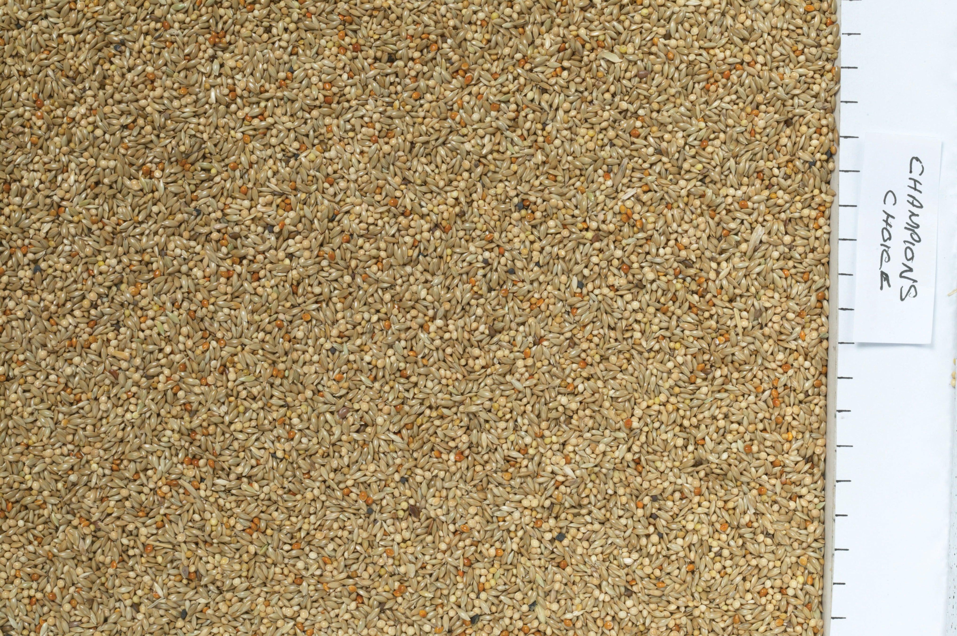 Johnston & Jeff Champions Choice Budgieseed