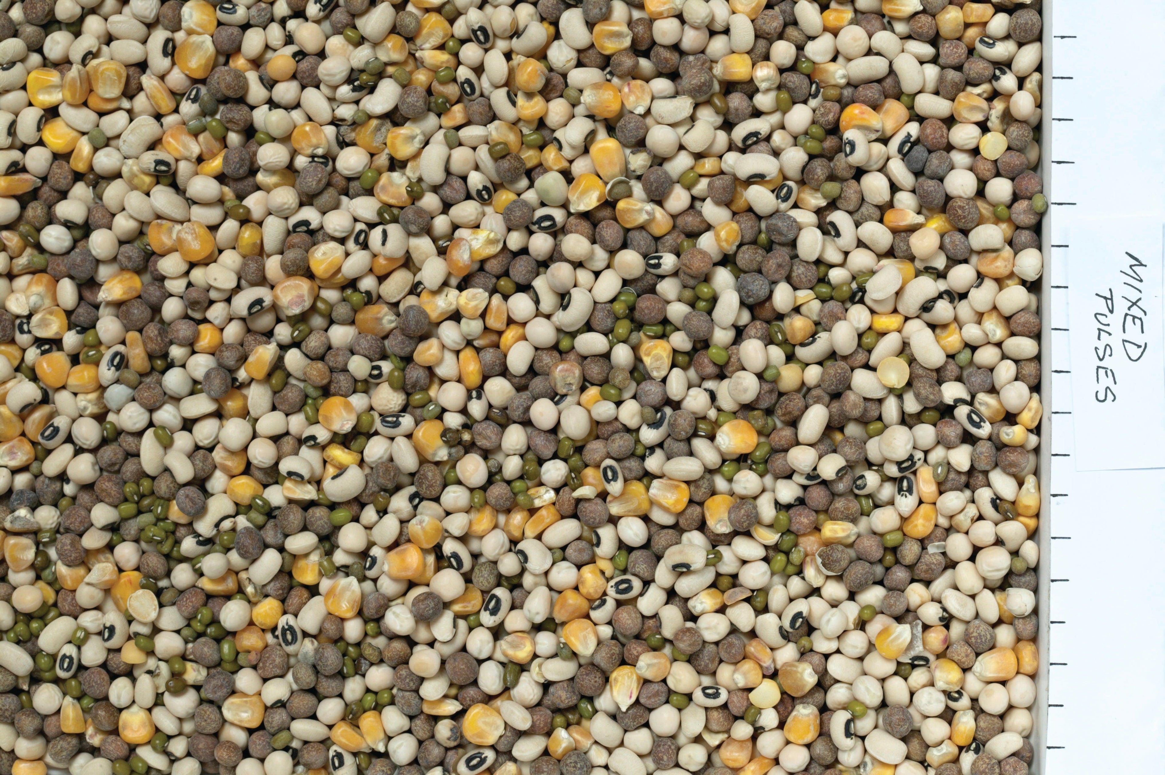 Johnston & Jeff Mixed Pulses