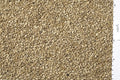 Johnston & Jeff White Sunflowerseed