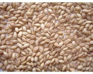 Johnston & Jeff Whole English Barley 20kg