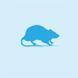 Monkfield Rat - Small