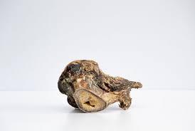 Ostrich Knuckle Large