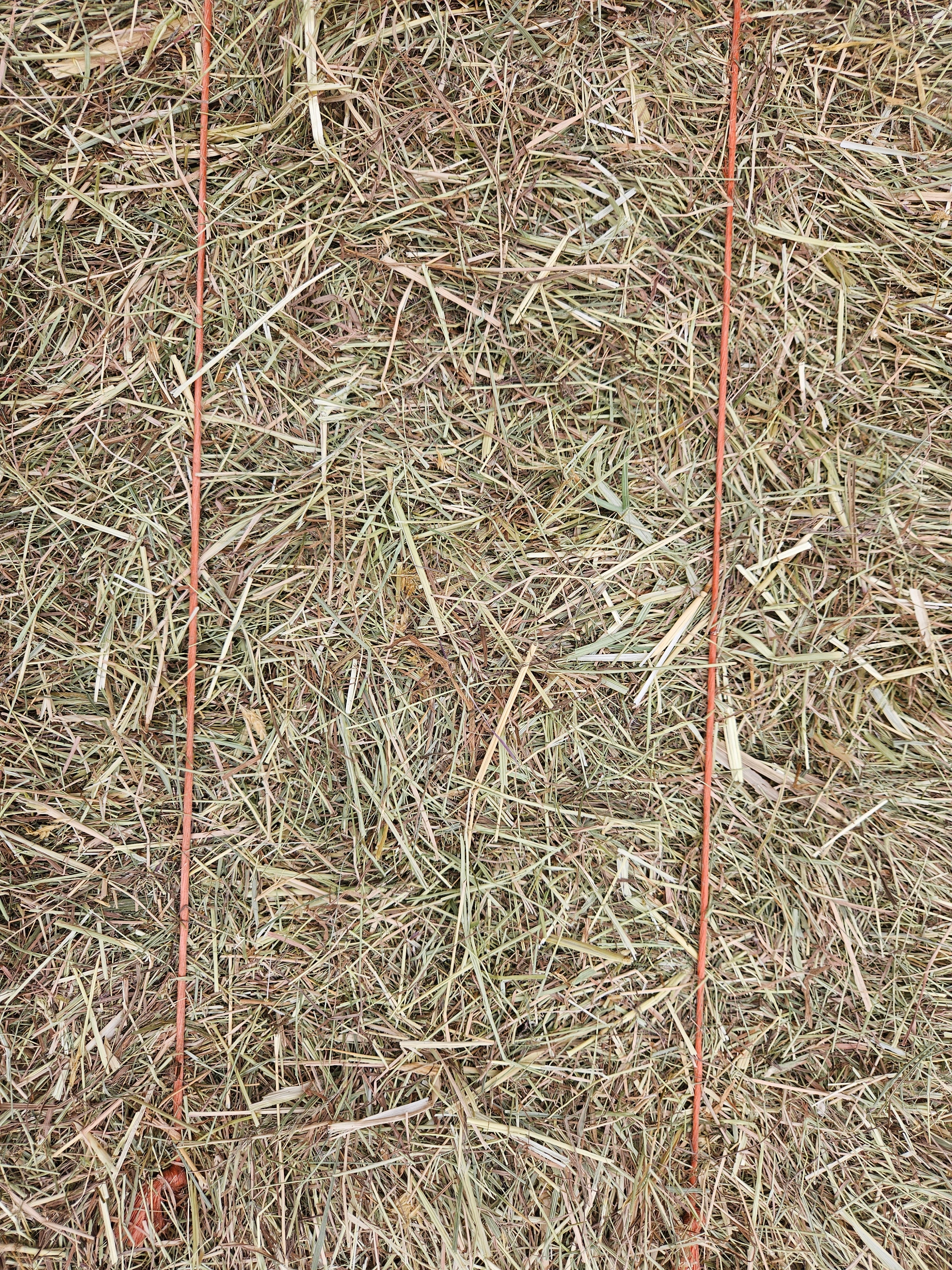 Meadow Hay Bale - North East Pets