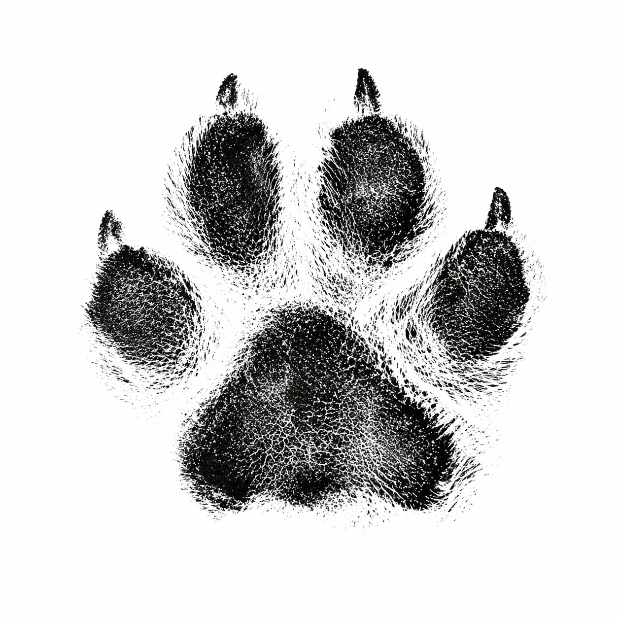 Oh So Precious Paw Print Non-Toxic Ink Pad Standard 12.5cm