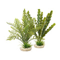 Rosewood Aponogeton/Hottonia Mix