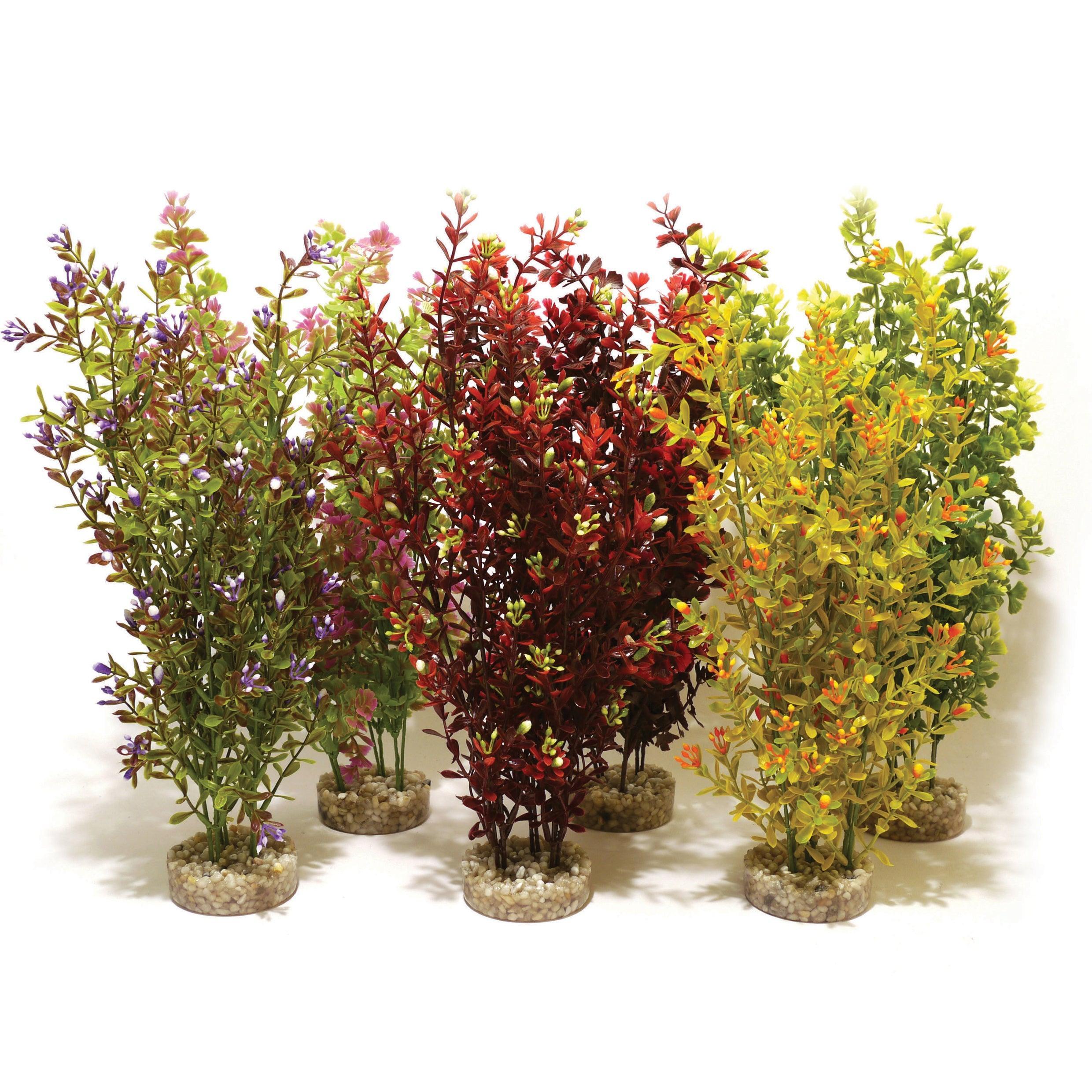 Rosewood Cocktail Plant Maxi