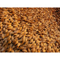 Whole Barley