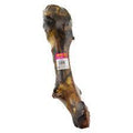 Whole T Rex Bone